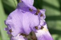 Charançons sur l'iris